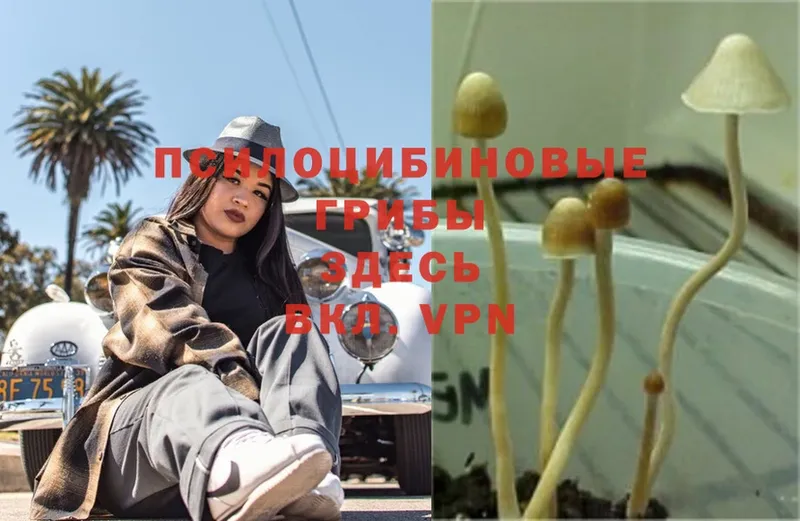 Псилоцибиновые грибы Psilocybe  как найти наркотики  Ржев 